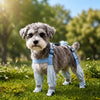 Boots, socks and protective gear collection for pets