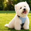 FluffyBean Walking & Travel pet supplies collection banner
