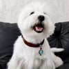 Faux Leather Collar for Small Dogs and Cats