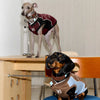 Faux Leather Collar for Small Dogs and Cats