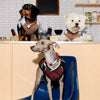 Faux Leather Collar for Small Dogs and Cats