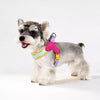 Y-Front Dog Harness with Leash