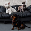 Faux Leather Collar for Small Dogs and Cats
