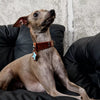 Faux Leather Collar for Small Dogs and Cats