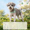 Water-Resistant Dog Rain Suit with Built-In Foot Covers